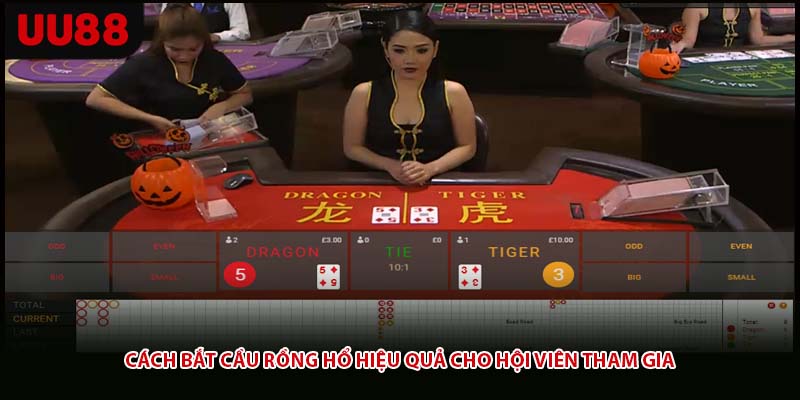 Cách bắt cầu rồng hổ hiệu quả cho hội viên tham gia