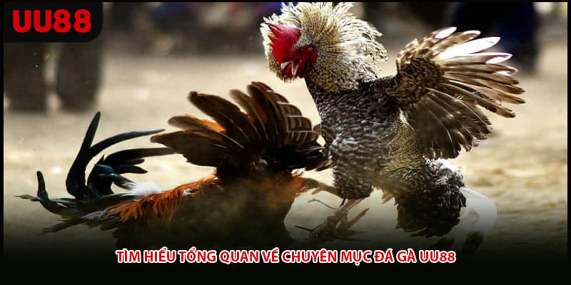 Tìm hiểu tổng quan về chuyên mục đá gà UU88